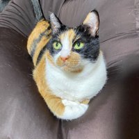 ソファでくつろぐ三毛猫