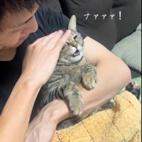 人に抱かれている猫