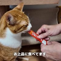 おやつを食べている