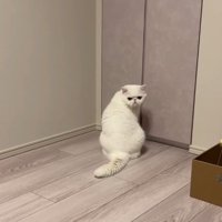 飼い主さんを見つめる猫