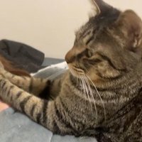 飼い主の上に寝そべる猫
