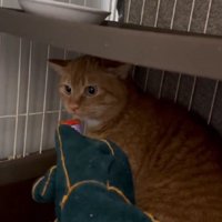 おやつを食べる猫