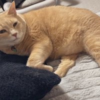 寝そべる猫