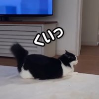 向かって右をみながら尻尾を上げてふる猫（くいっ）