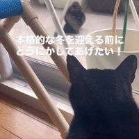 猫の後頭部