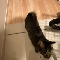 近づいてくる猫