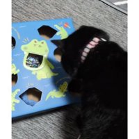 室内にいる猫
