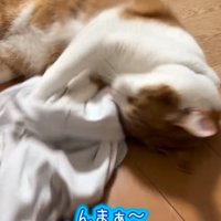 シャツに頭を擦り付ける猫