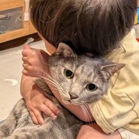 虚無顔の猫