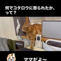 窓辺に寝そべっている猫
