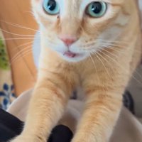 立ち止まっている飼い主を見上げる猫