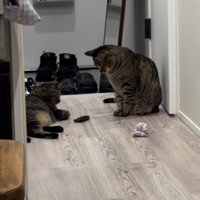 廊下でおもちゃで遊ぶ2匹のキジトラ猫