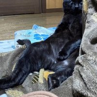スコ座りする猫