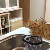 洗い物をじっと見つめるぷてぃこさん