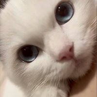 ママさんに甘える子猫のアップ