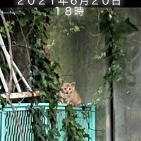 フェンスの上で鳴く子猫