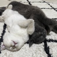 寝ている2匹の猫