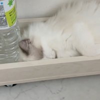 もう一度寝る猫