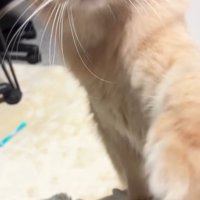 飼い主にタッチする猫