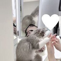 飼い主さんの手に触れる猫の写真2