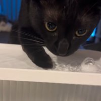 水を飲む猫