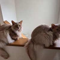 座り込んでそろって振り向く2匹のソマリ