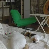 ペットカメラにうつる猫