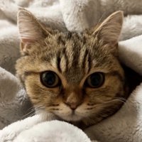 毛布にくるまる猫