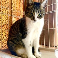 ふっくらした猫