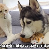 嫉妬している猫さん