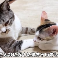 成猫の目の前にいる子猫