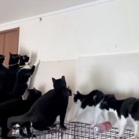 触りたい猫