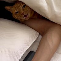 男性と一緒に布団に入って鳴き声をあげる猫
