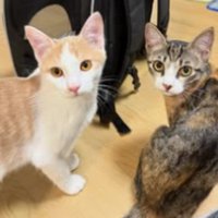 室内にいる猫