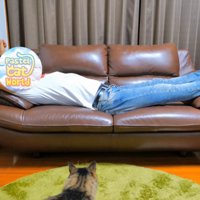 ソファで寝ている人と猫の後ろ姿