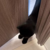 部屋に入ろうとする猫