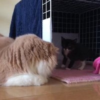 見つめ合う子猫と成猫
