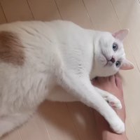 ゴロン