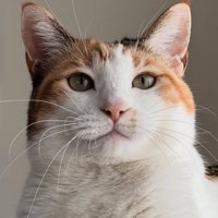 三毛猫の顔アップ