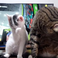 先住猫の隣に座る子猫