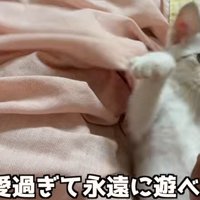 両手を広げる子猫（可愛すぎて永遠に遊べます）