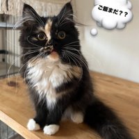 吹き出しのついた猫の写真