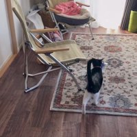 ラグの画面手前がわを歩いている猫の後ろ姿