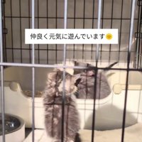 遊ぶ2匹の子猫たち