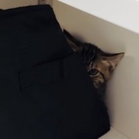 収納ボックスの後ろからママを見るキジトラ猫