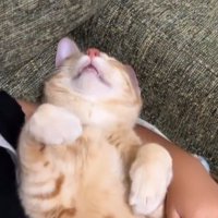 警戒心ゼロで女の子の膝の上で眠る猫