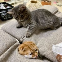 生えている猫