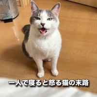座って怒っている猫