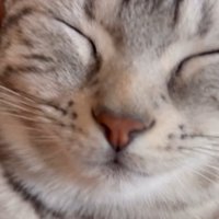 目を瞑る猫（そのまま寝る♡）
