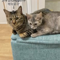 寄り添う2匹の猫